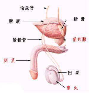 附睾炎会危害精子吗？
